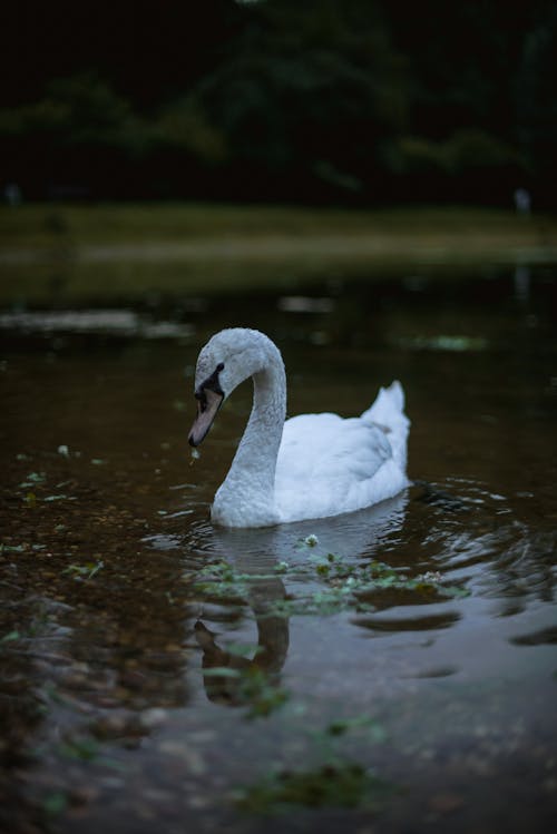 Free Photograph of a White Swan on Water Stock Photo