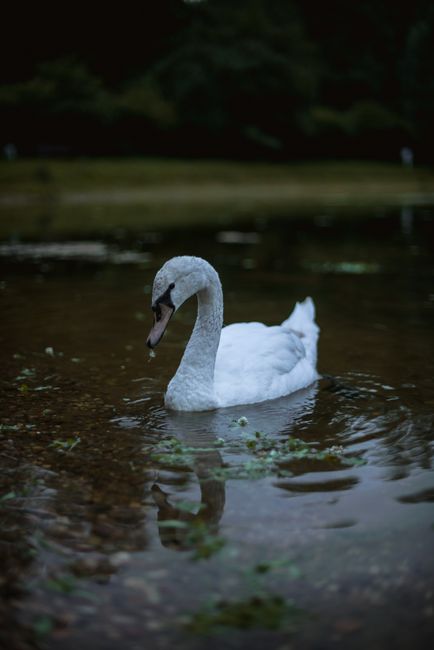 A graceful swan glides across a tranquil lake, captured at twilight with a soothing ambiance.