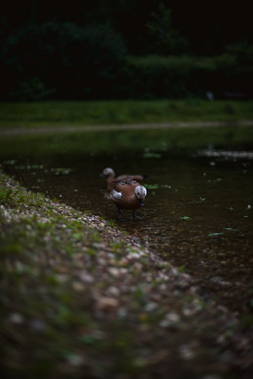 Free Photograph of Brown Ducks on a Lake Stock Photo