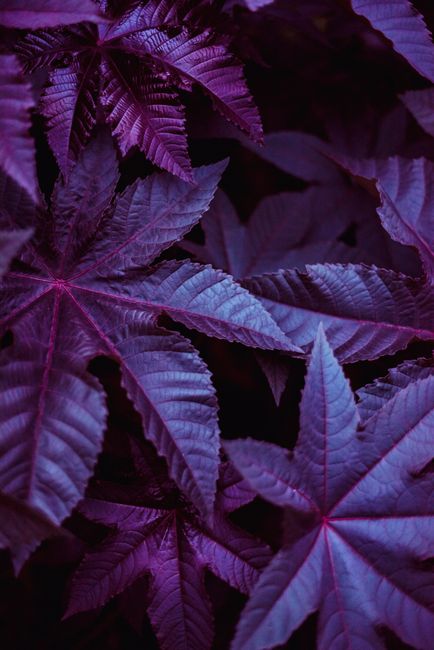 Close-up of vibrant purple leaves in a forest setting, revealing natural beauty and color contrast.