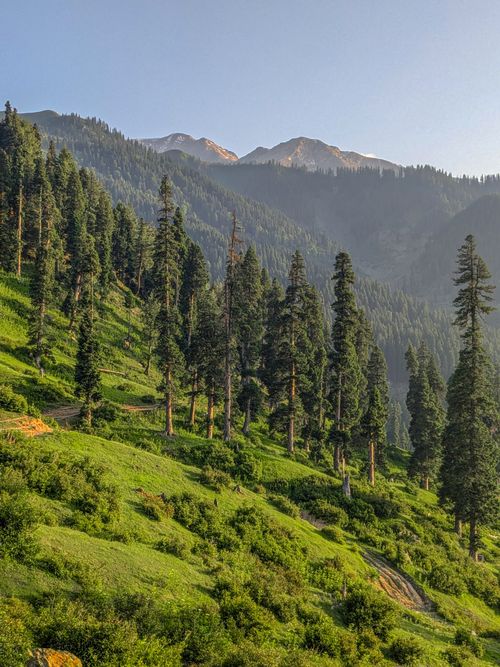Free Vibrant alpine forest with towering trees and distant mountains under a clear morning sky. Stock Photo