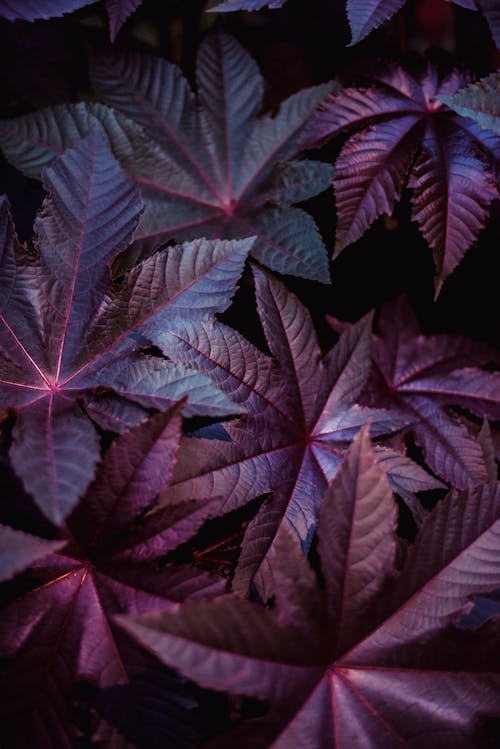 Close-Up Shot of Purple Leaves