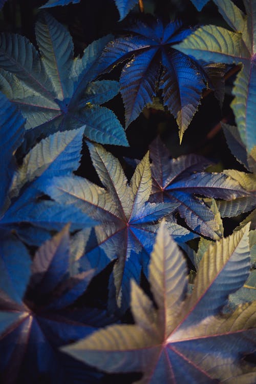 Close-Up Shot of Leaves