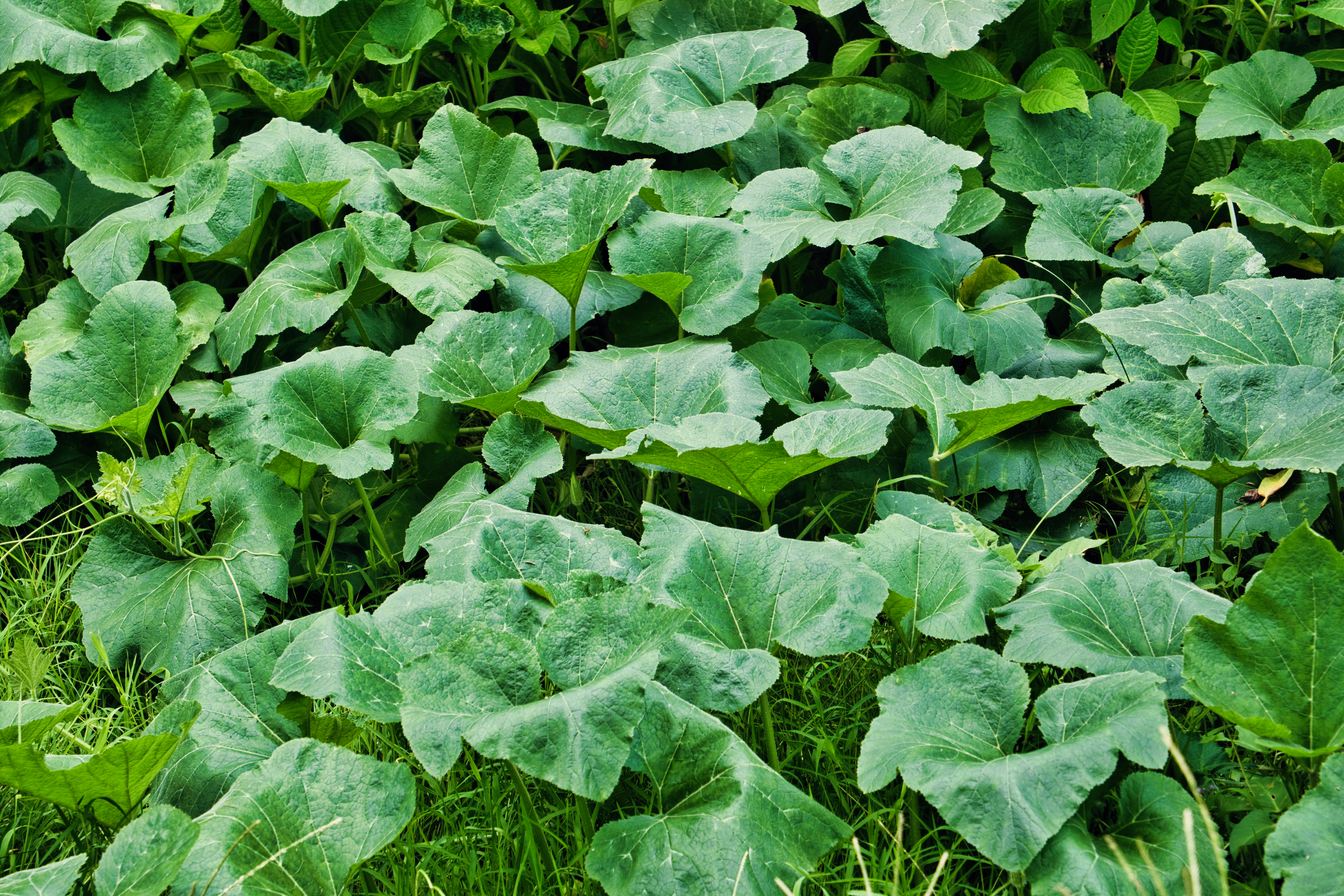 Lush Pumpkin Leaves in a Summer Garden · Free Stock Photo