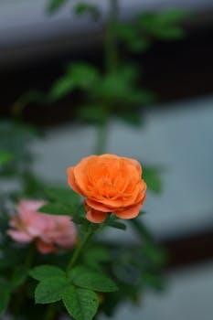 A detailed shot of a vibrant orange rose with green leaves, highlighting natural beauty in the garden.