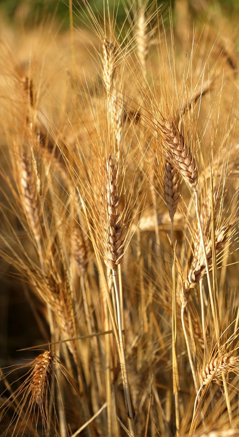Golden wheat stalks with ripe grain in low sun — photo by Mustafa Akın on Pexels