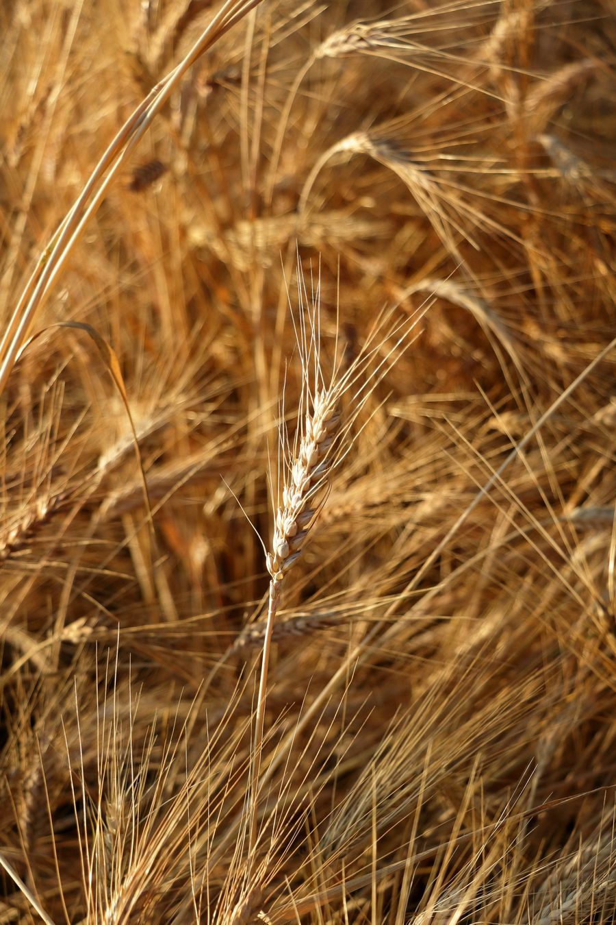 Golden wheat close up, burning in the summer light