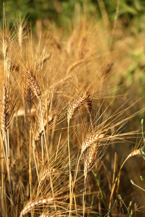 Free Close-up of wheat ears basking in warm summer sunlight, perfect for agricultural themes. Stock Photo