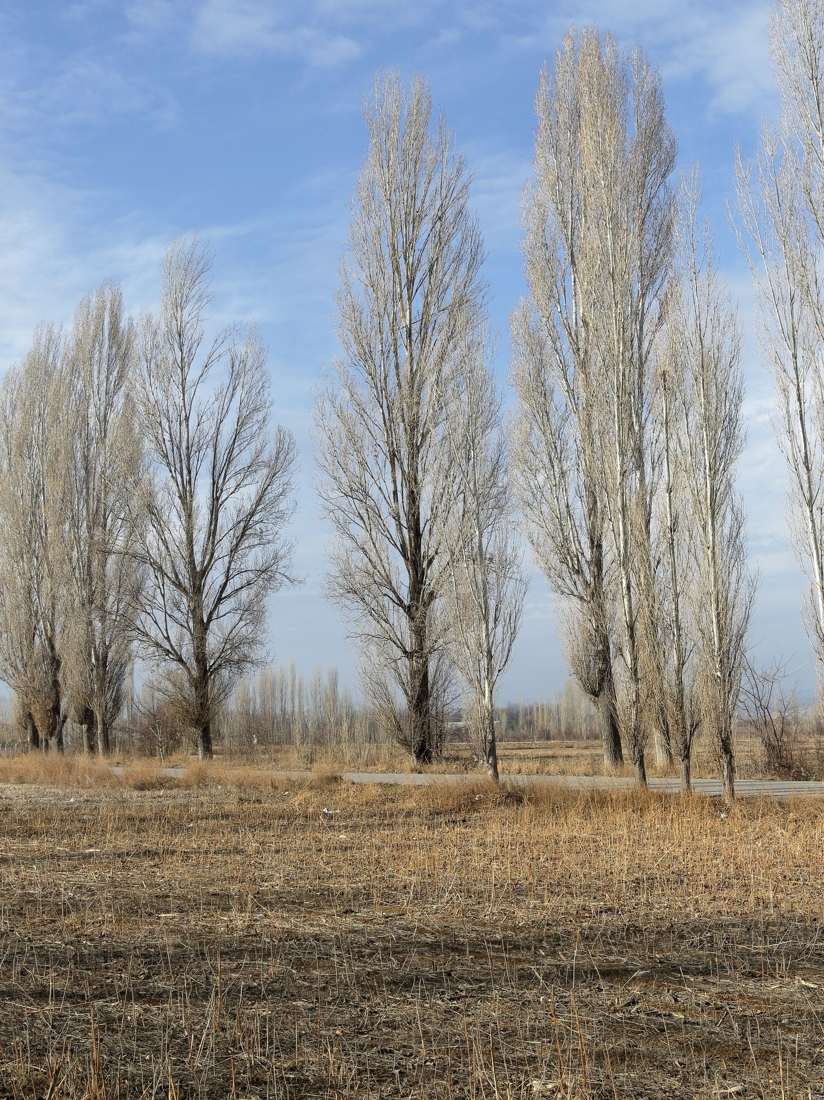 Tall Poplar Trees in a Barren Landscape · Free Stock Photo