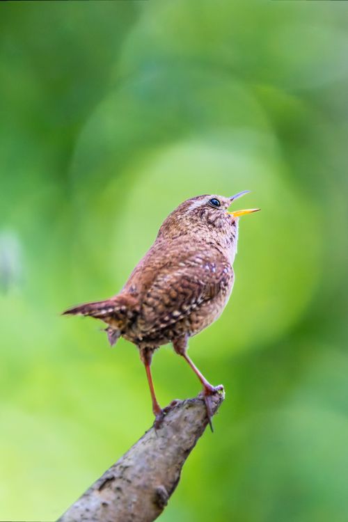 Free A vibrant image of an Eurasian Wren (Troglodytes troglodytes) singing in a lush green forest. Stock Photo