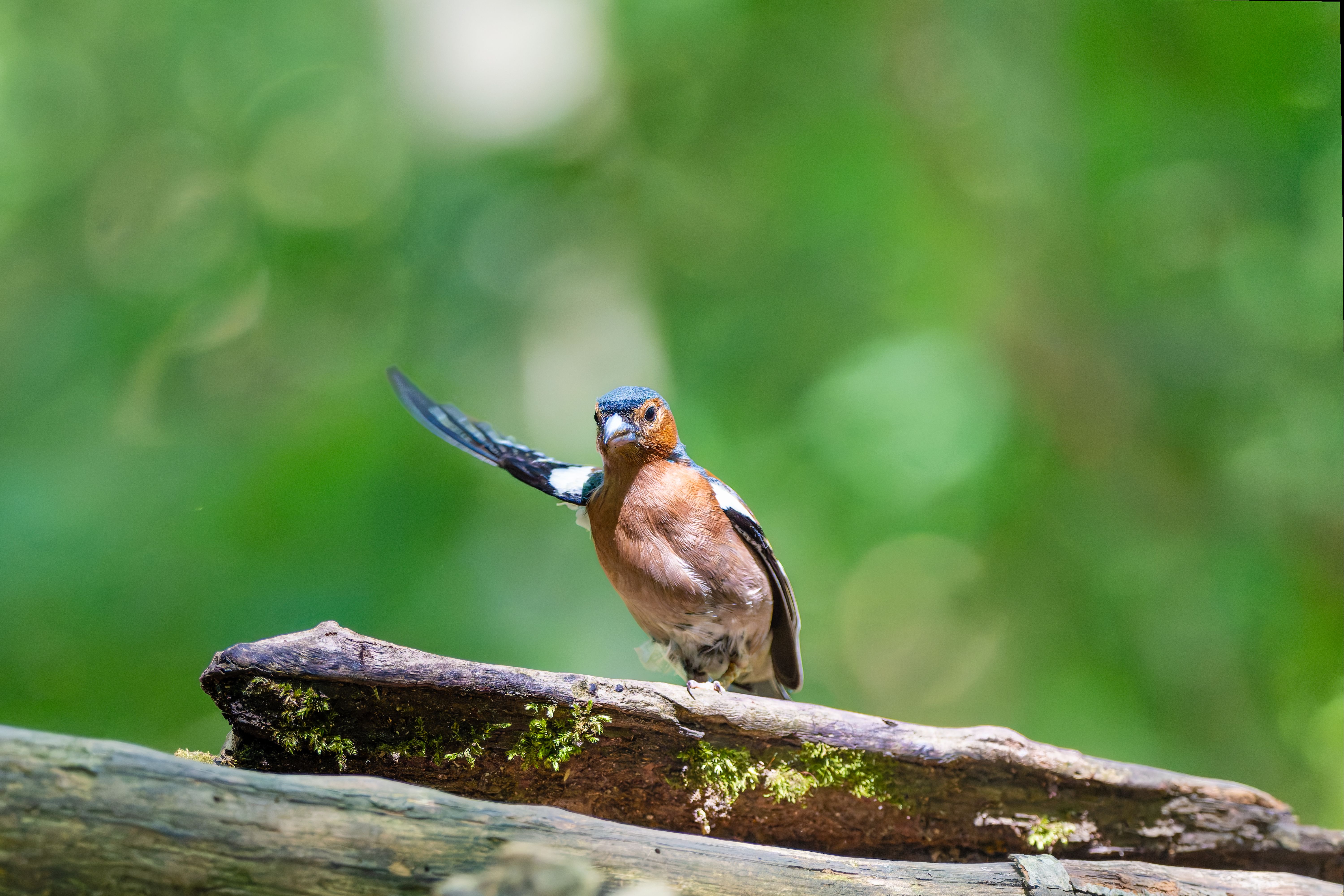 A male chaffinch perched on a branch, showcasing colorful feathers in a lush forest.