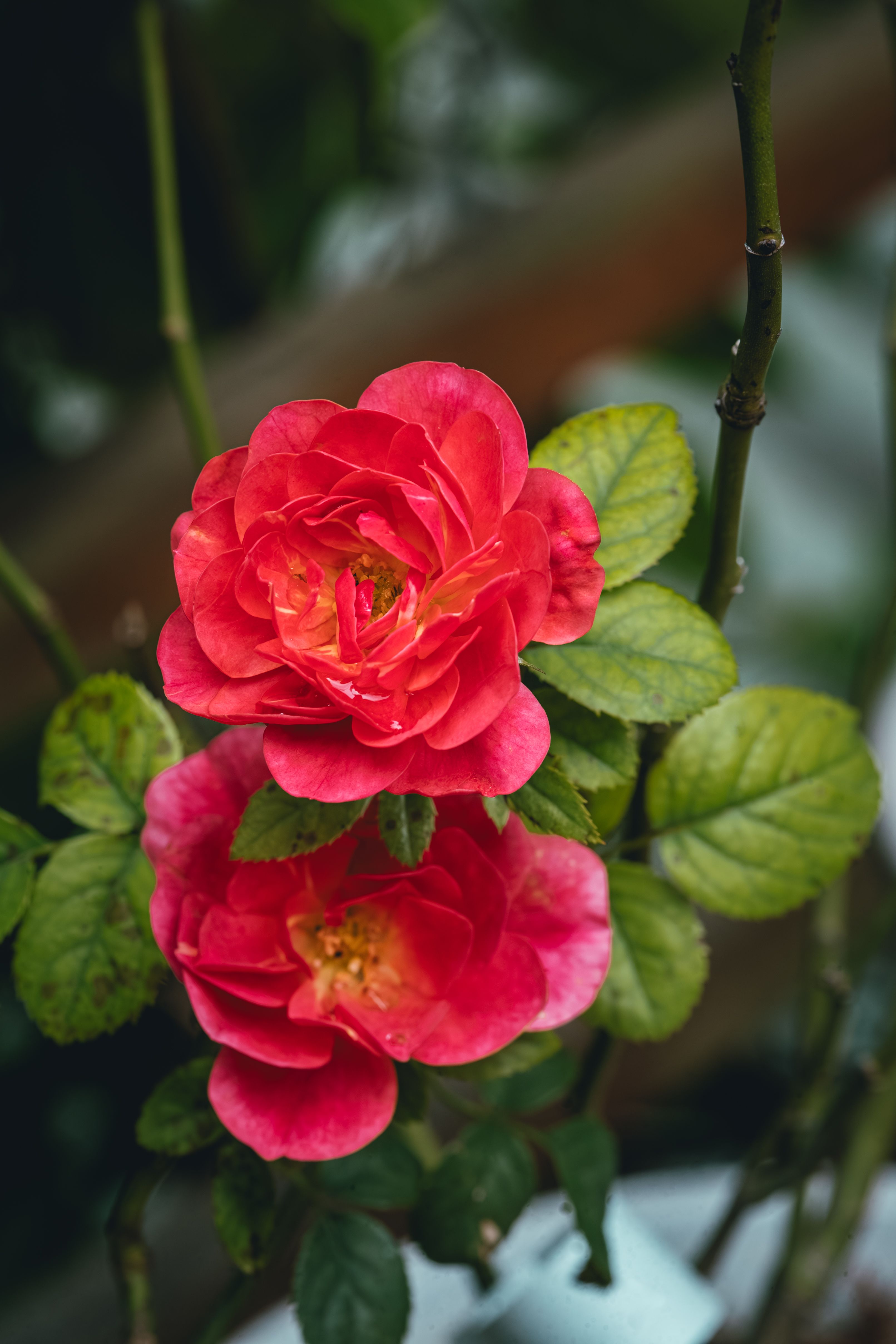 Vibrant Red Roses in Natural Setting · Free Stock Photo