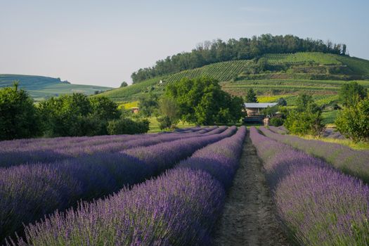 Scenic lavender fields in full bloom under a clear sky in Vogtsburg, Germany.