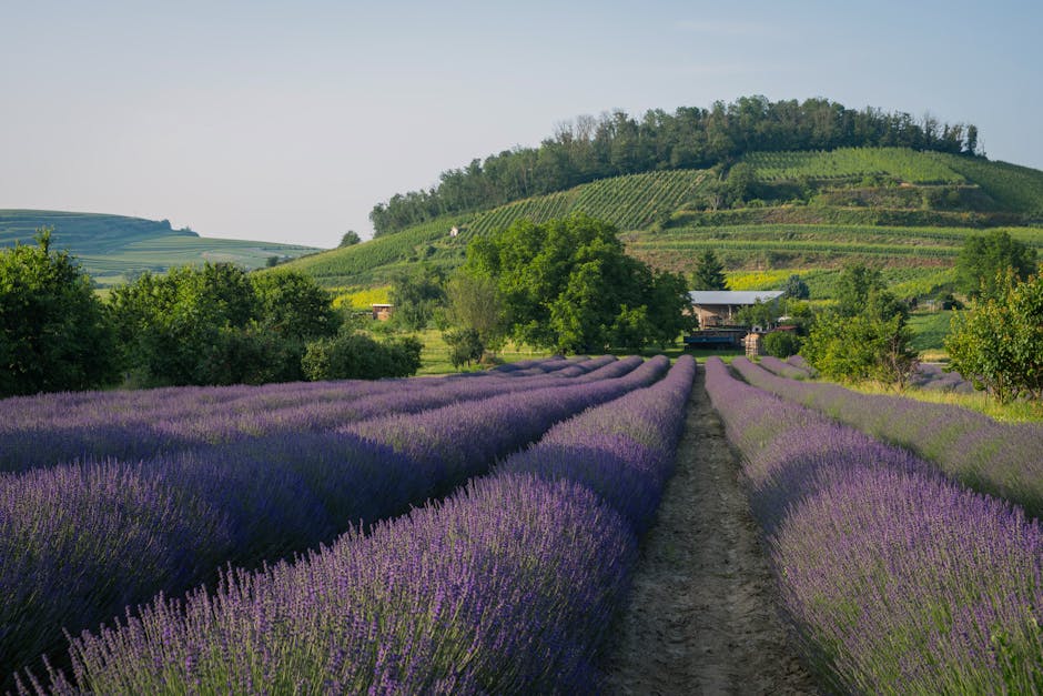 Organic vs Conventional Farming: Which is Truly Better for the Environment?
