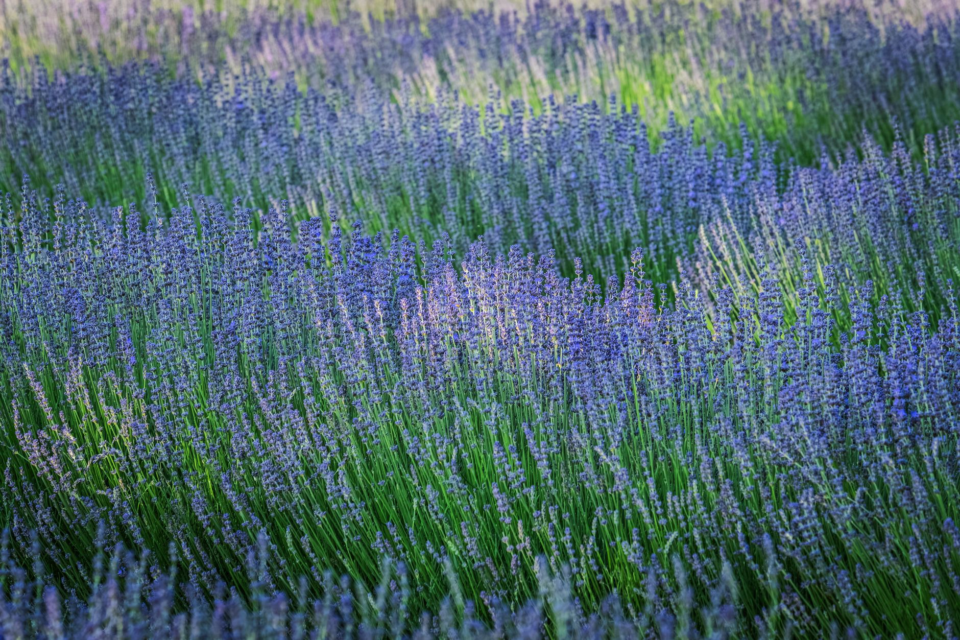 Vibrant lavender fields in full bloom under the summer sun in Vogtsburg, Germany.. vibrant, lavender, fields