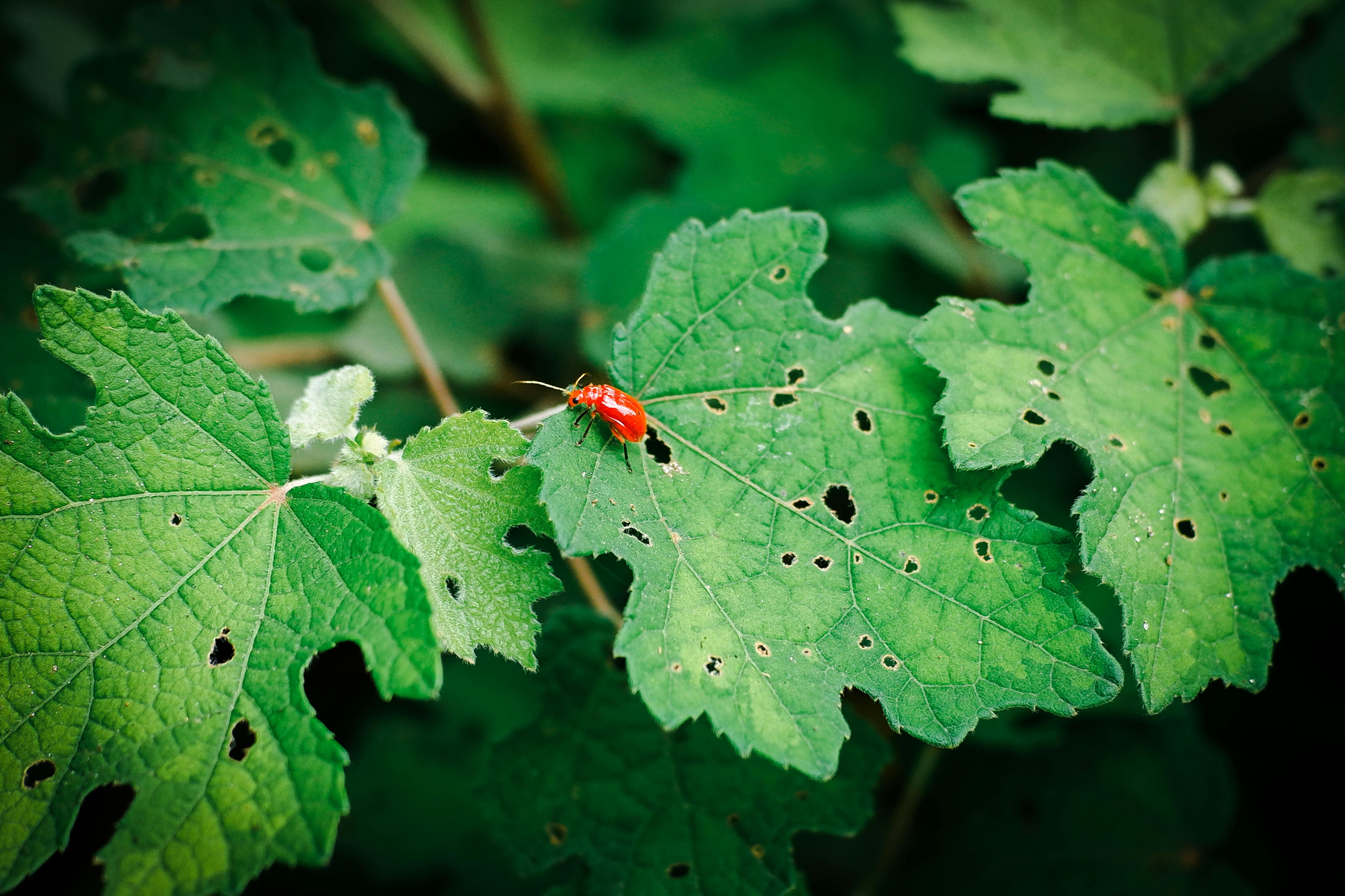 Close-up of a red beetle on green leaves with visible damage holes.