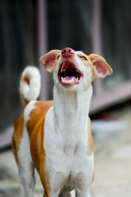 Köpeklerde Havlama Sorunu: Neden Havlarlar ve Nasıl Çözülür?