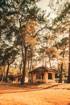 Sunlight filters through a serene forest canopy, illuminating a charming rustic hut.