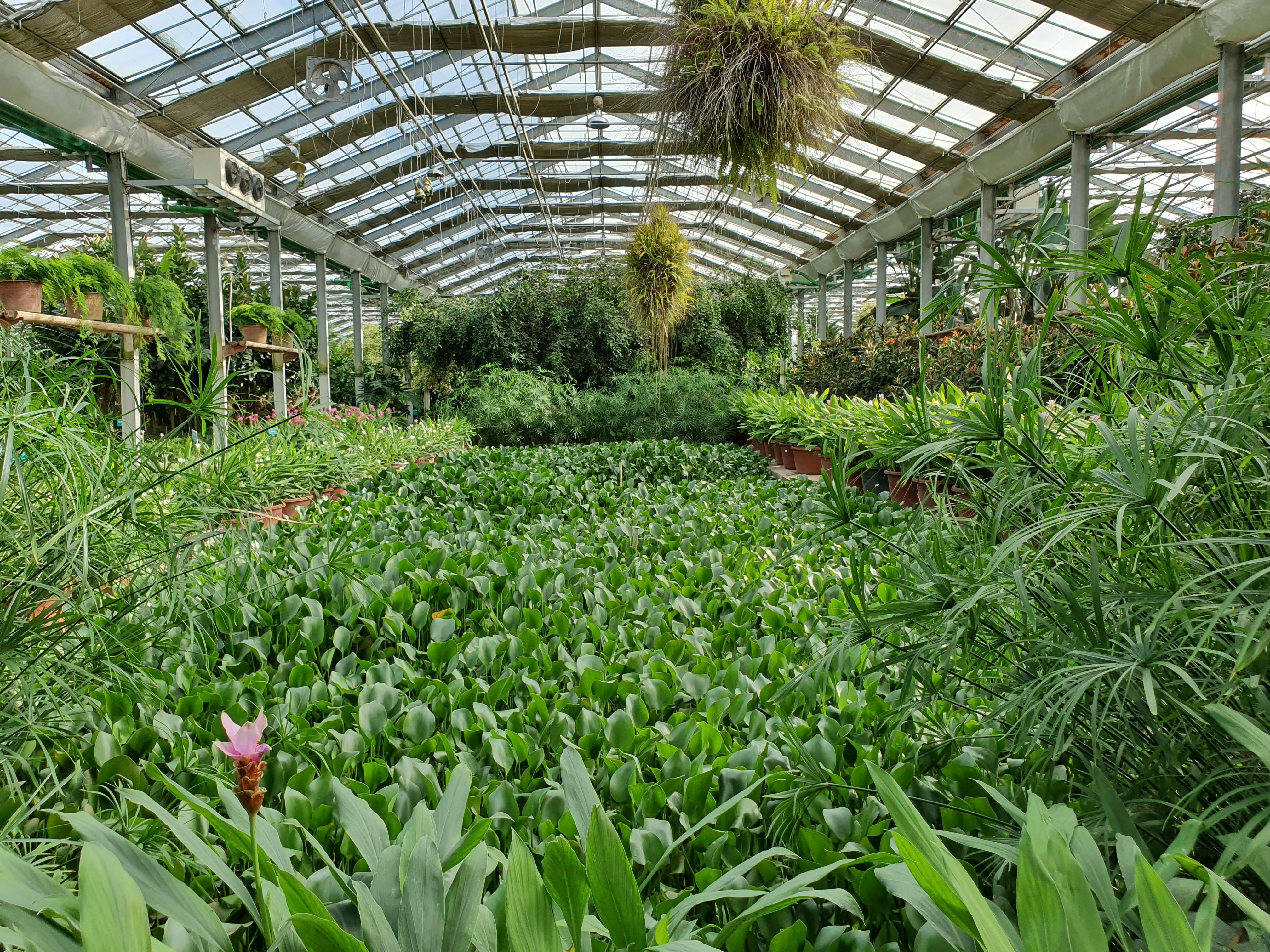 Cum am integrat plante de interior în amenajare și efectele surprinzătoare