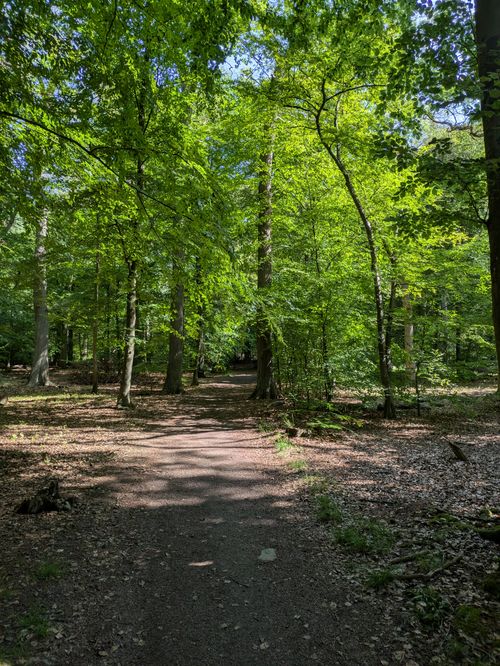 Free A serene forest path illuminated by summer sunlight, showcasing vibrant green foliage and tree shadows. Stock Photo