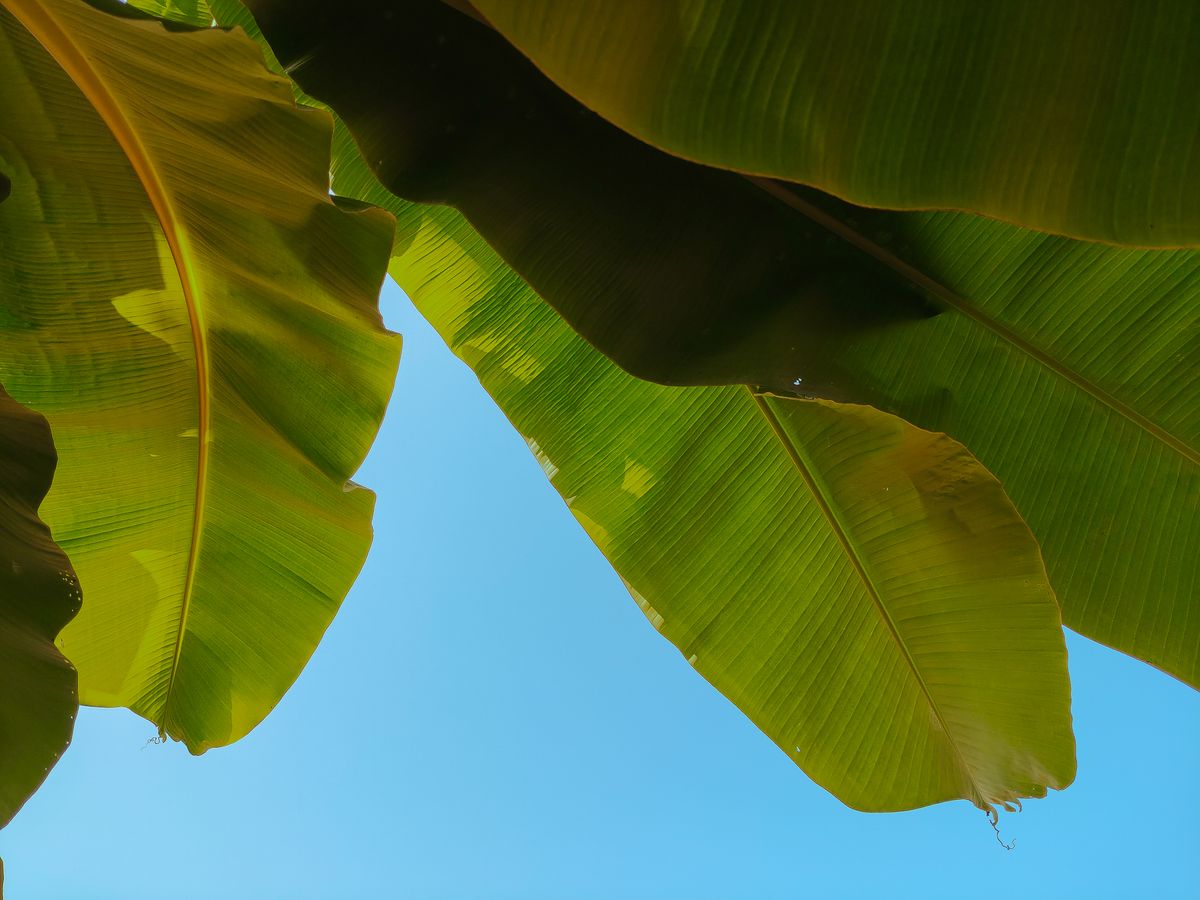 Green Banana Leaves Under Blue Sky and White Clouds · Free Stock Photo