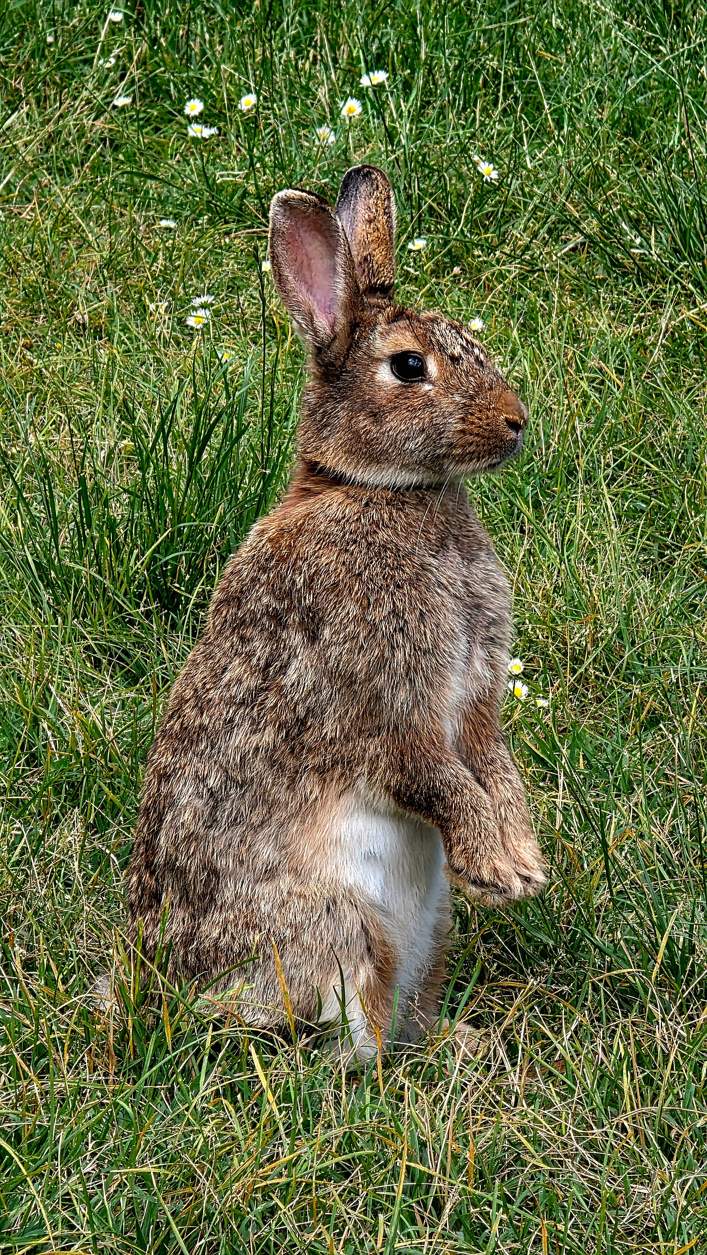 Brown Wild Rabbit in Grassland Natural Habitat · Free Stock Photo
