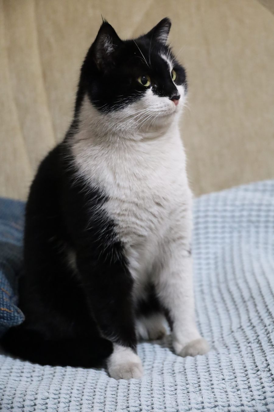 British Shorthair close-up, British Shorthair photograph