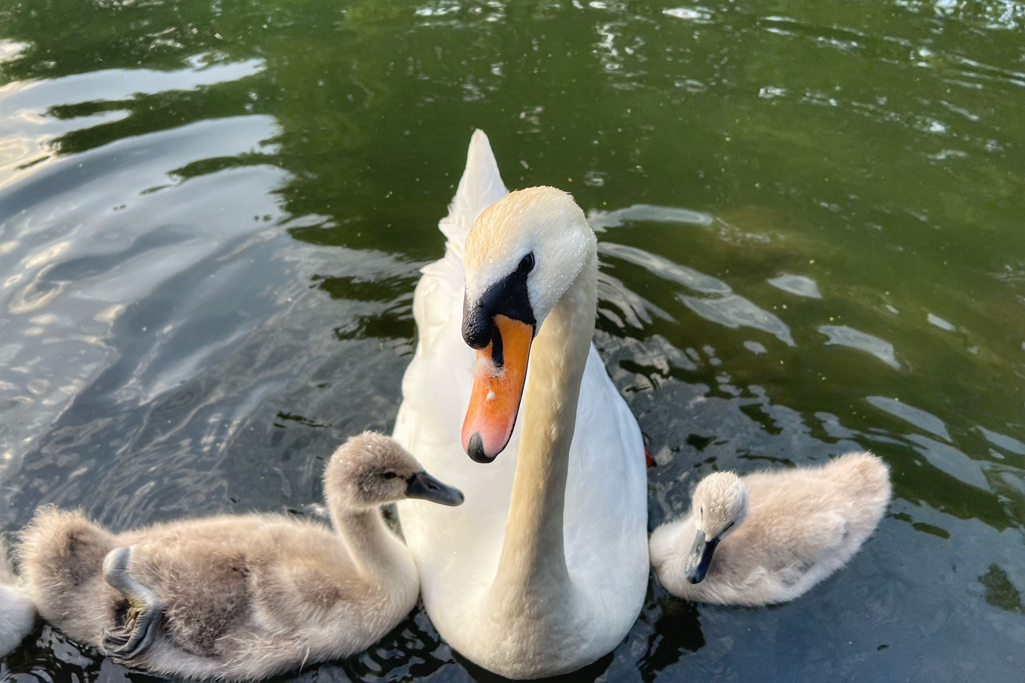 A beautiful swan swimming with her cygnets in a serene lake, showcasing wildlife harmony.