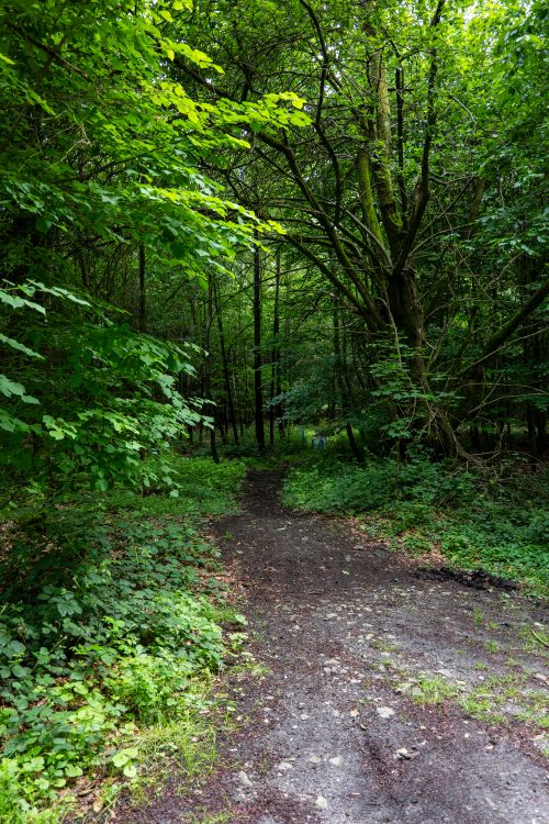 Free A tranquil forest path enveloped by dense green foliage, offering a peaceful retreat into nature. Stock Photo