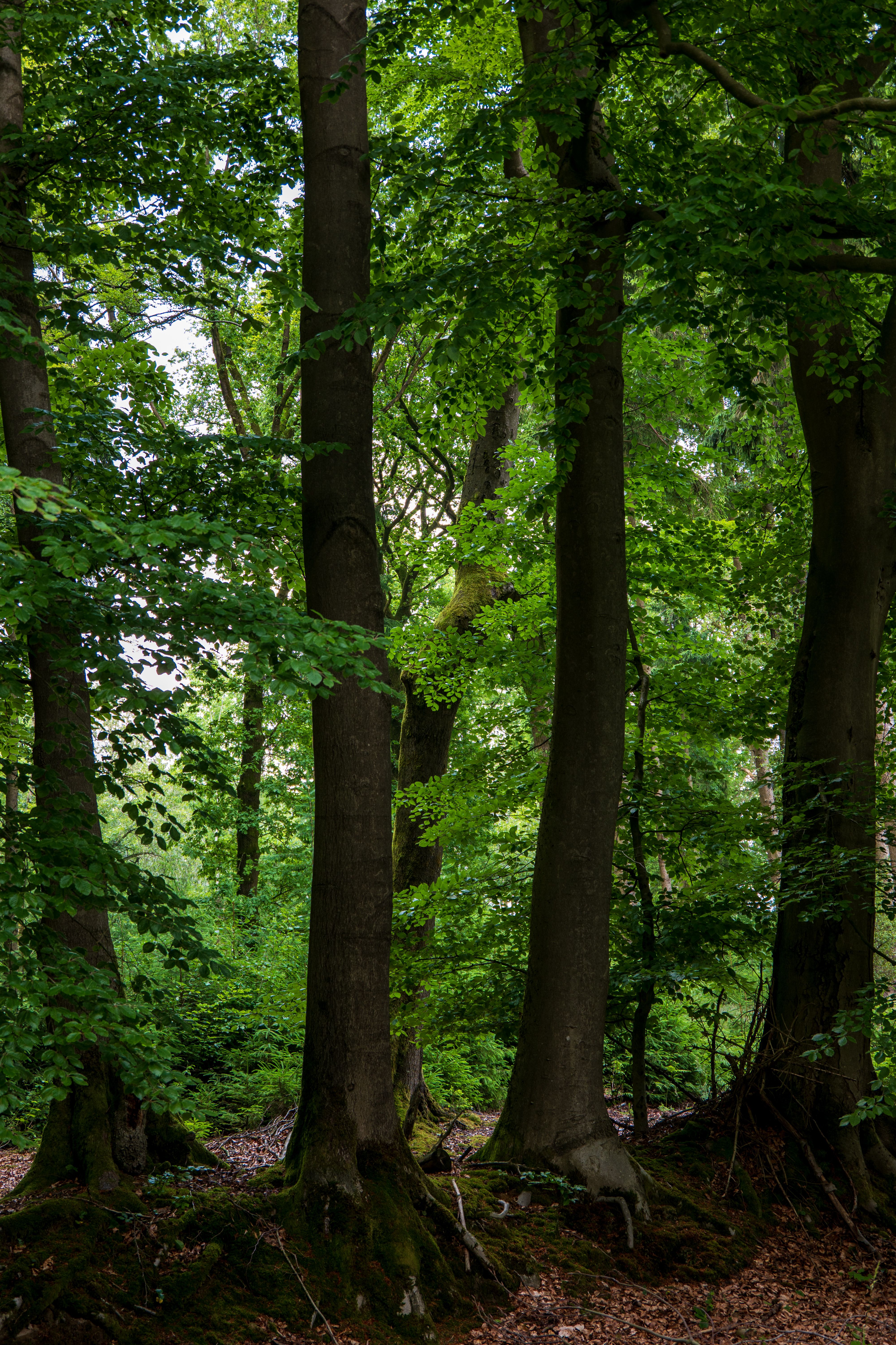 Lush Forest with Tall Trees in Daylight · Free Stock Photo