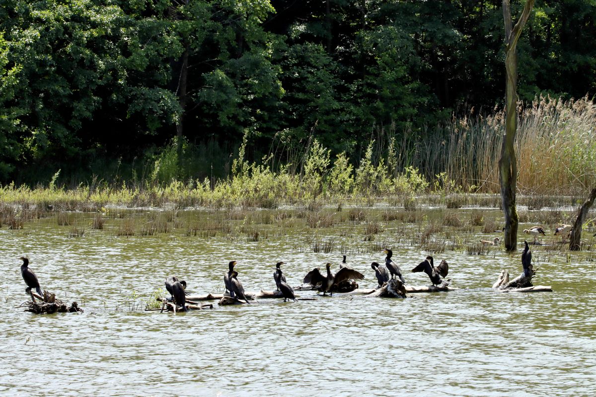 Colonie de cormorani pe busteni scufundati, unii cu aripile intinse