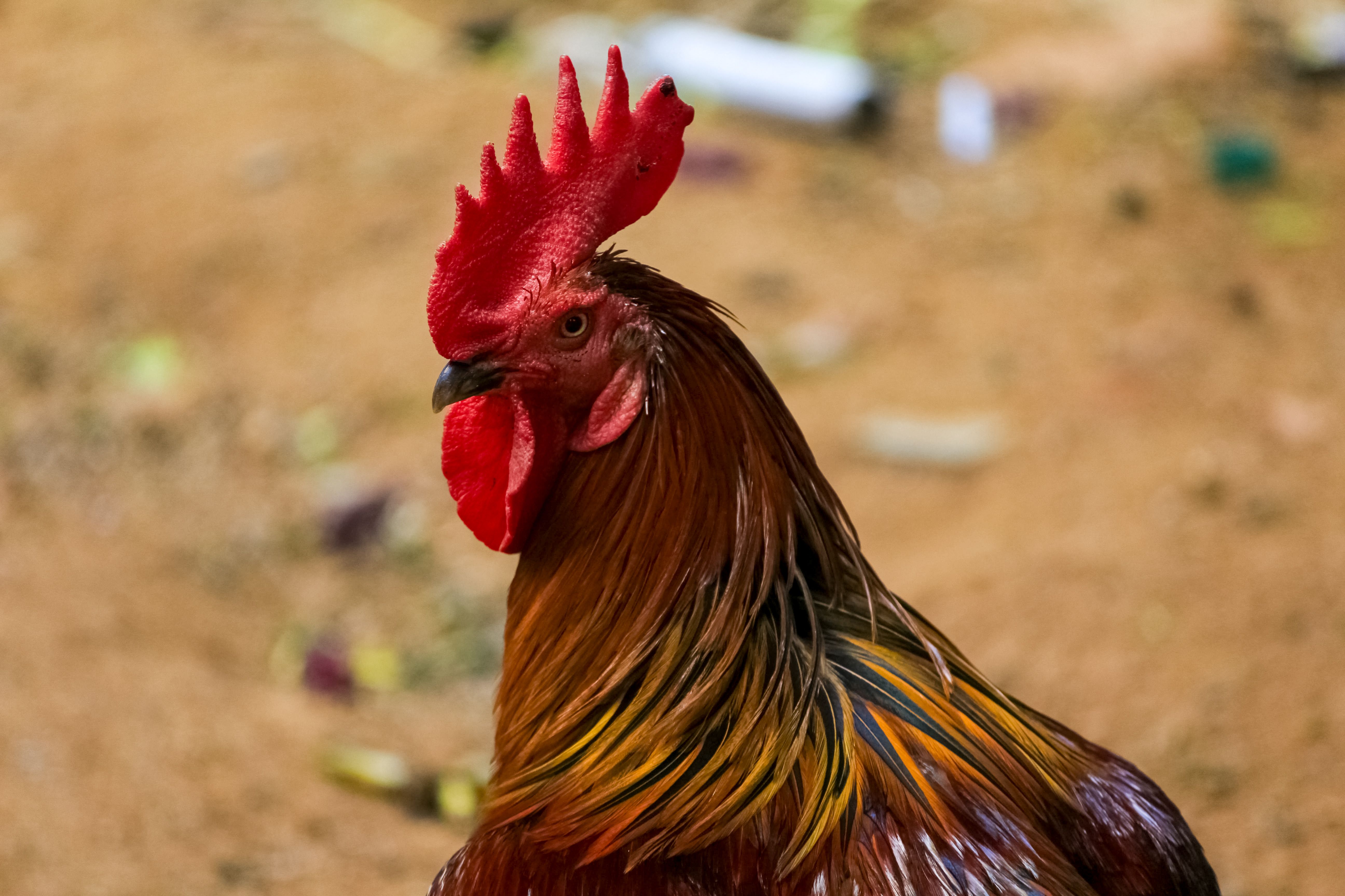 Rooster Pro Photos, Download The BEST Free Rooster Pro Stock Photos ...