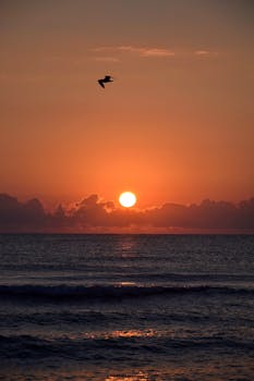 A tranquil sunrise over the ocean with a bird soaring gracefully in the sky.