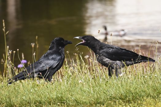 crow photo