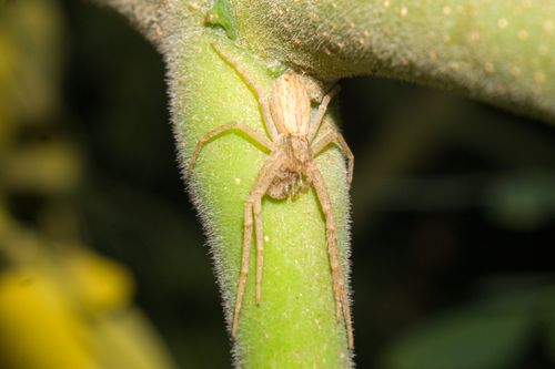 Free Detailed macro shot of a brown spider on a vibrant green plant stem, showcasing natural camouflage. Stock Photo