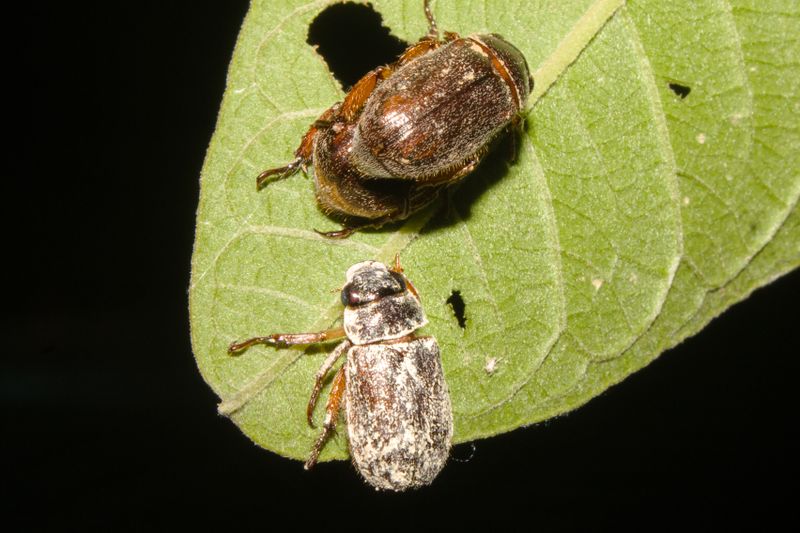 How to Get Rid of Grubs in Your Lawn