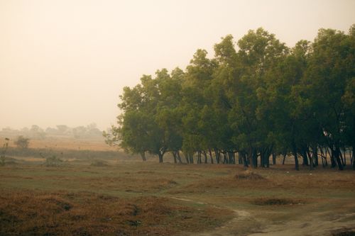Free Serene outdoor scene of green trees in a rural landscape under a hazy sky. Stock Photo
