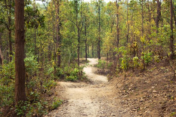 Nainital Corbett Retreat - Stays