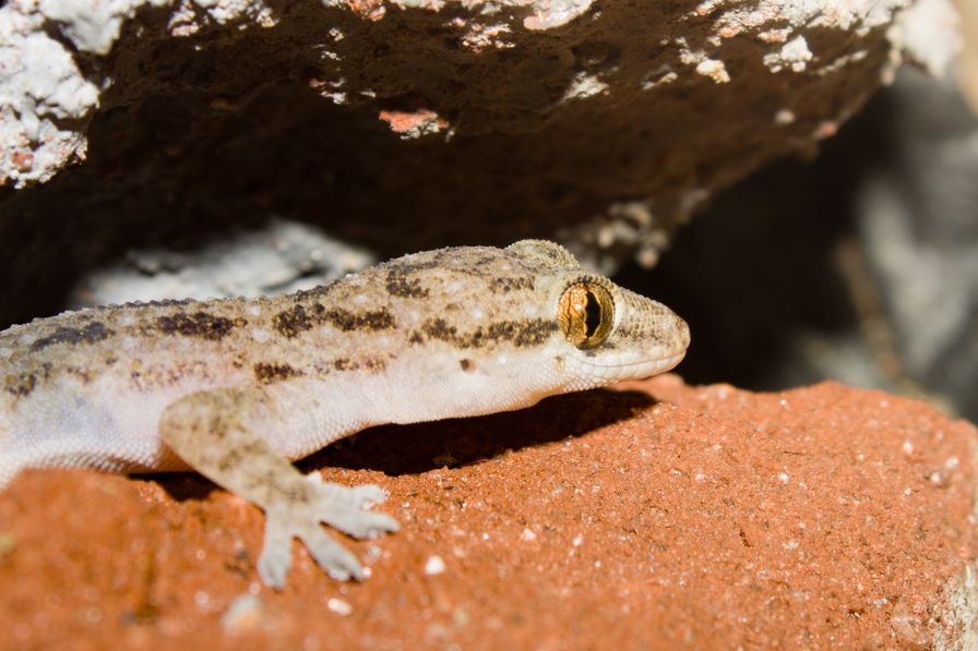 Gecko Rarotonga New Caledonia Geckos Care and Conservation Essentials Guide