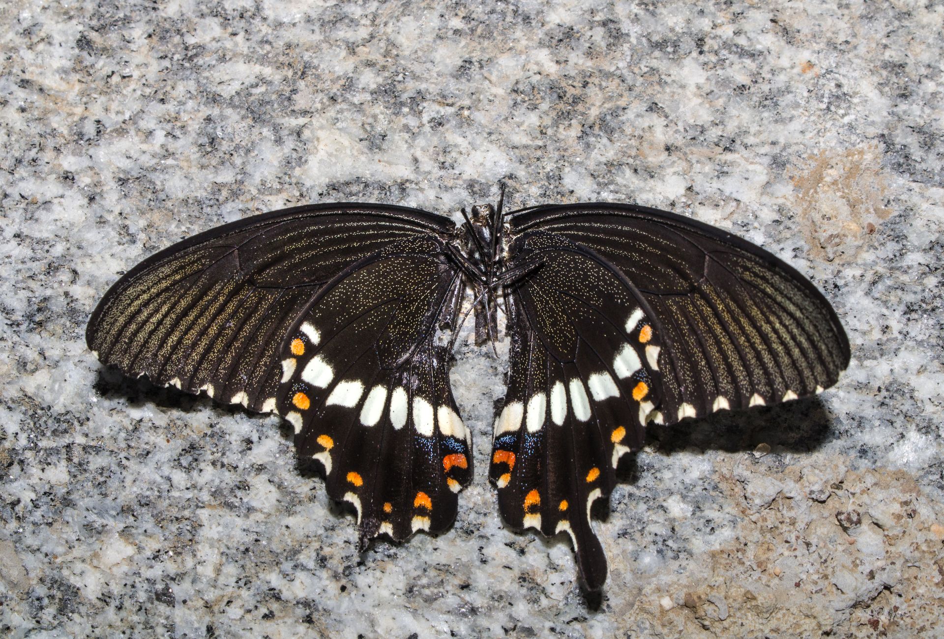 Close-up of a black swallowtail butterfly on a textured granite surface, showcasing intricate wing patterns.