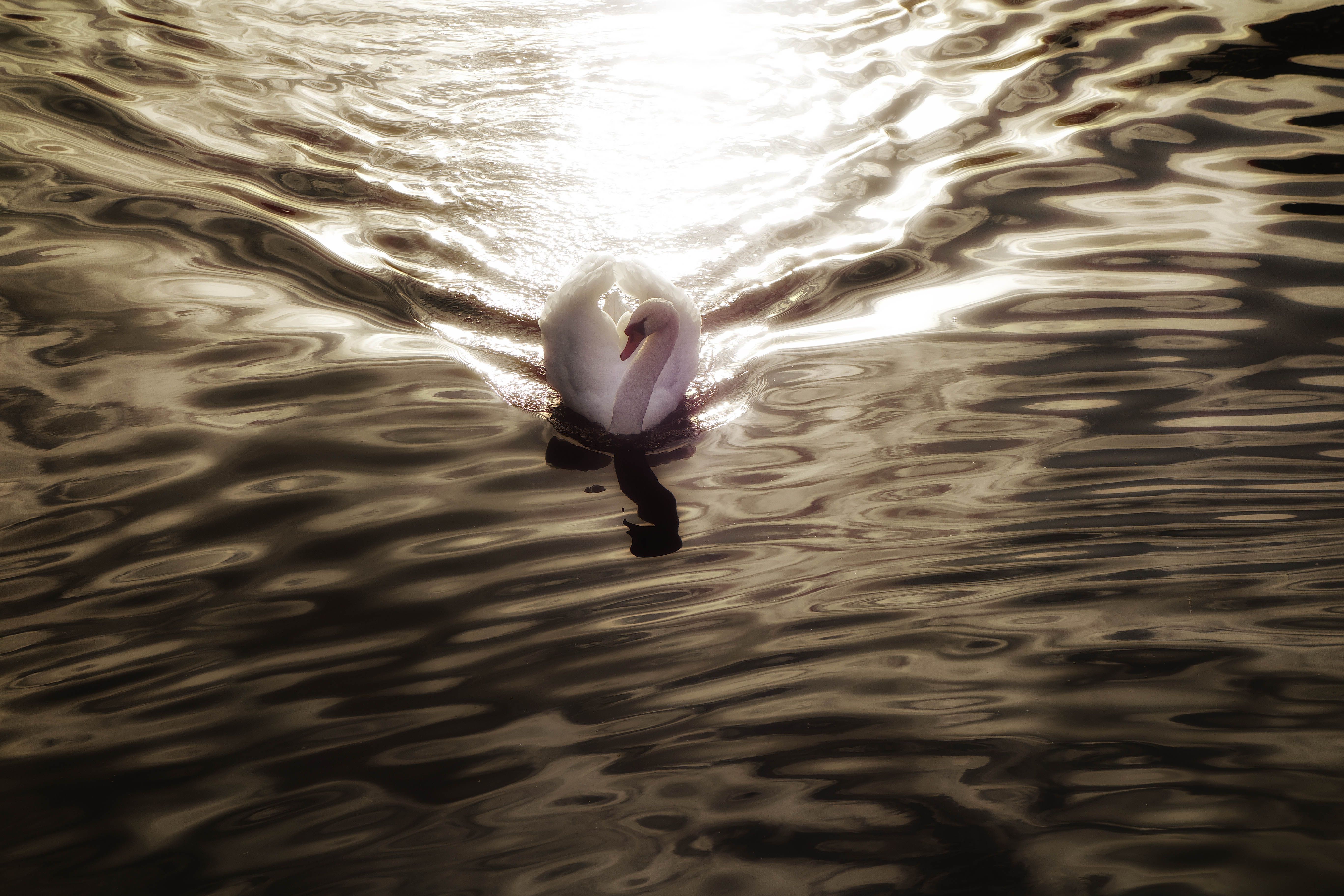 The Lucid Dreamer S Diary