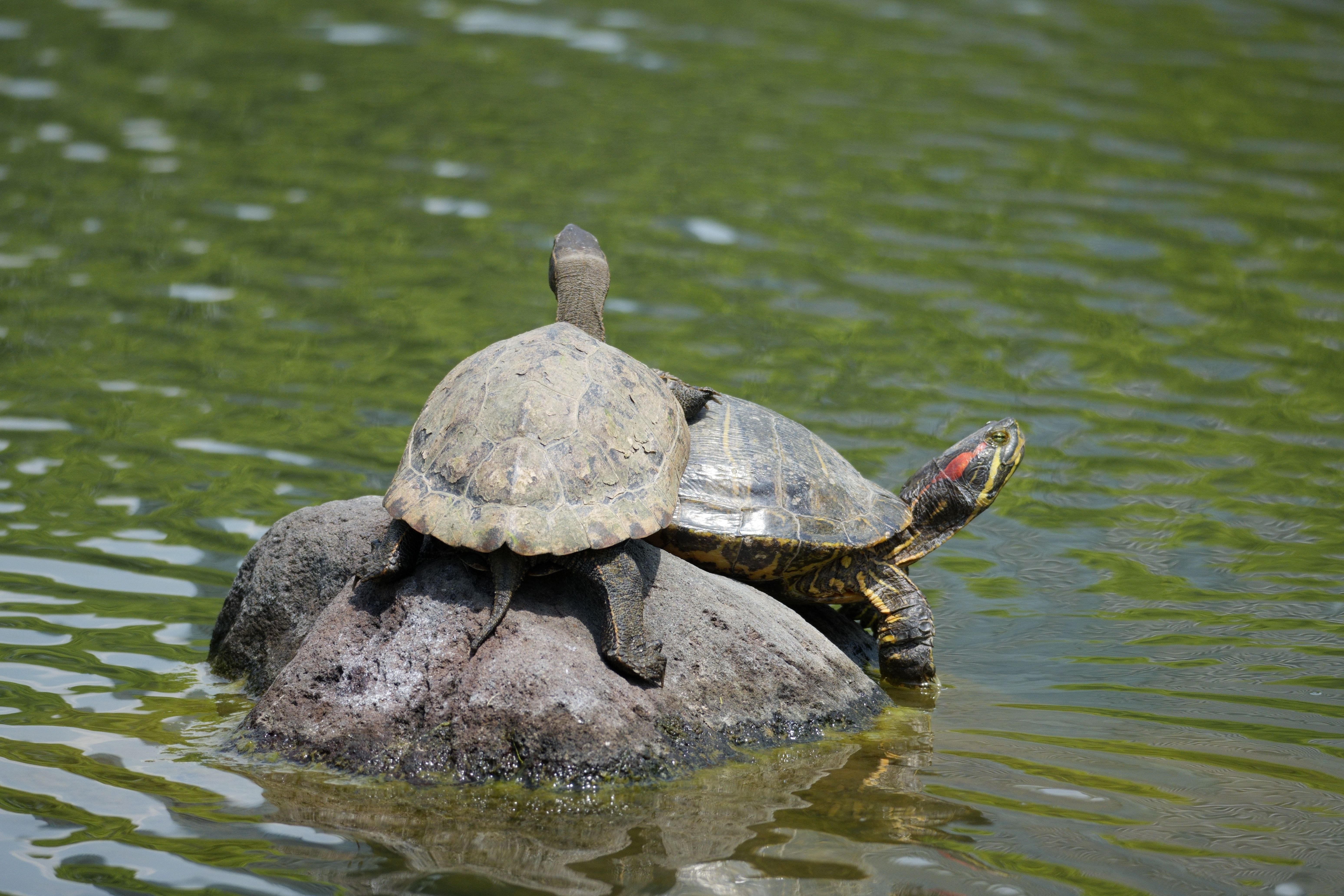 Basking Red-Eared Slider Turtles on Rock in Tokyo Park · Free Stock Photo