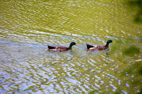 Free duck Stock Photo