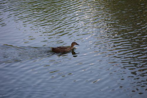 Free duck Stock Photo