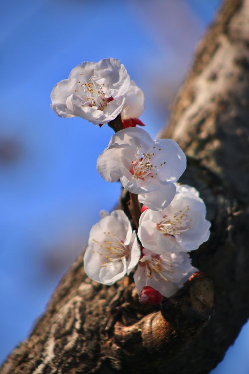 Free 花 Stock Photo