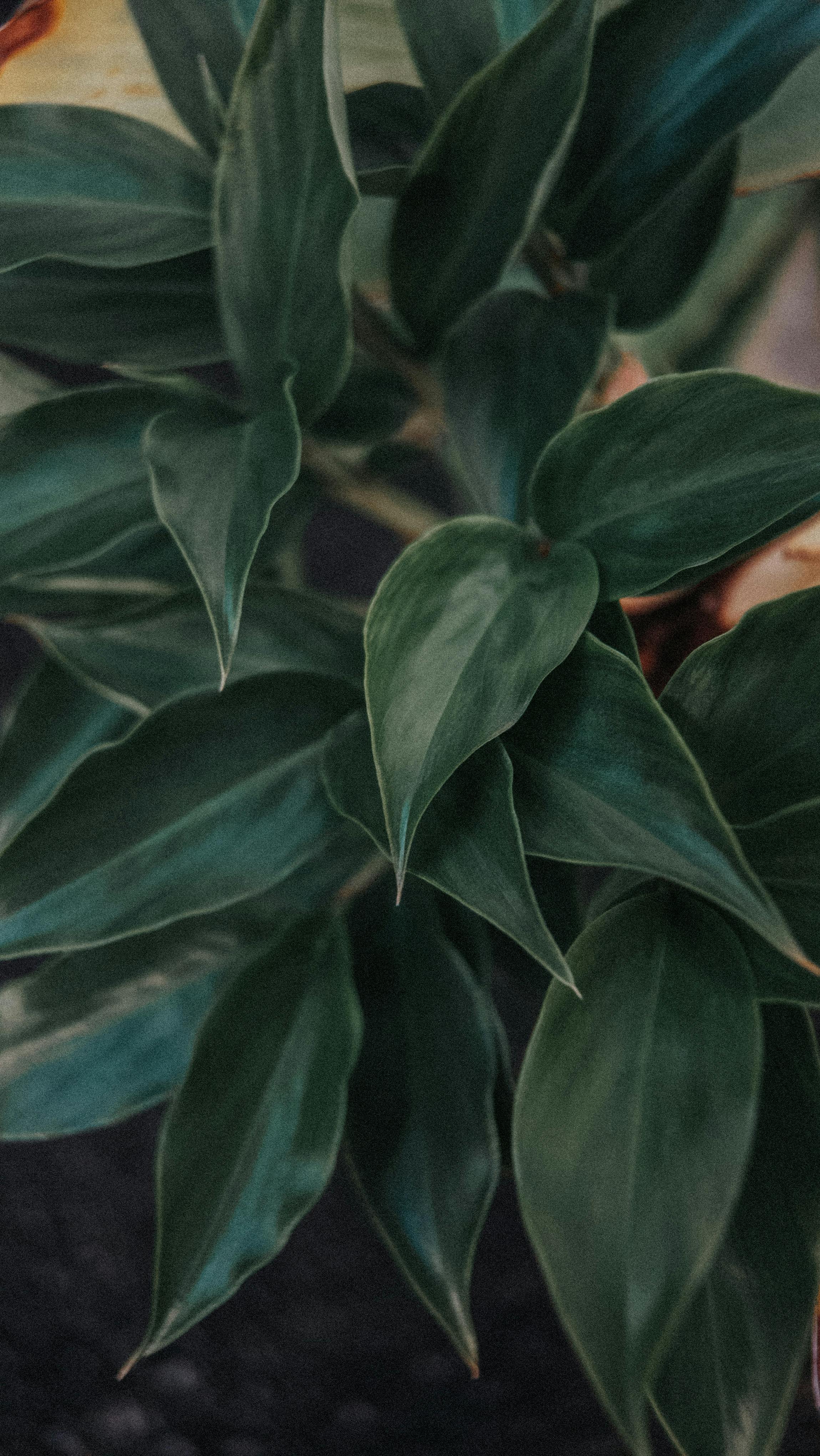 gratis Close-up van weelderig groene bladeren, die de natuurlijke schoonheid en ingewikkelde plantdetails laten zien. Stockfoto