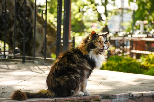 Free Captivating image of a long-haired cat in a sunny park, perfect for pet and nature themes. Stock Photo