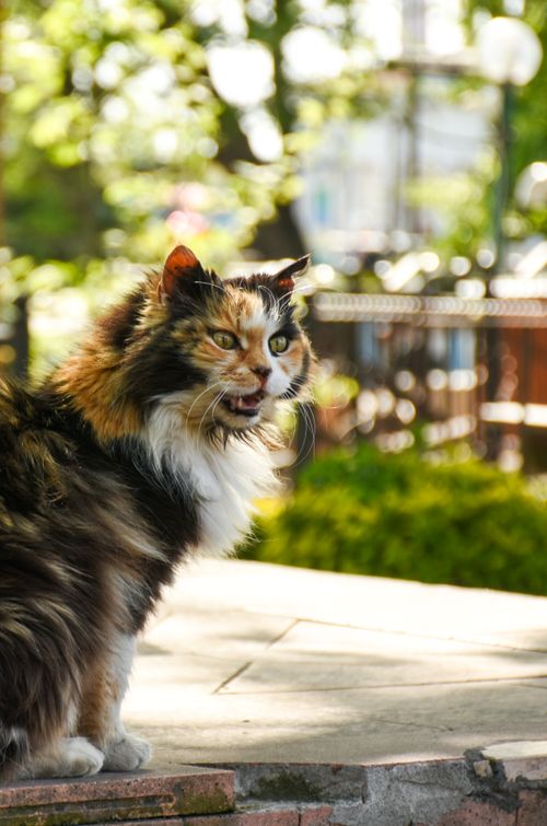 Free A charming calico cat enjoys a sunny day outdoors, surrounded by vibrant greenery. Stock Photo