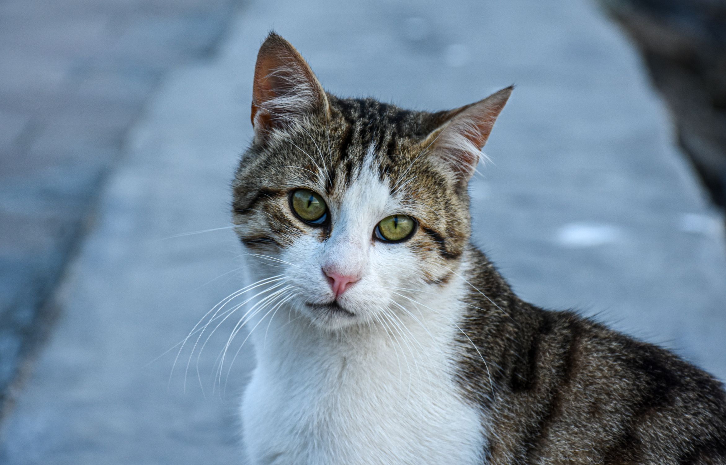 Close-Up of a Tabby Cat on Street Pathway · Free Stock Photo
