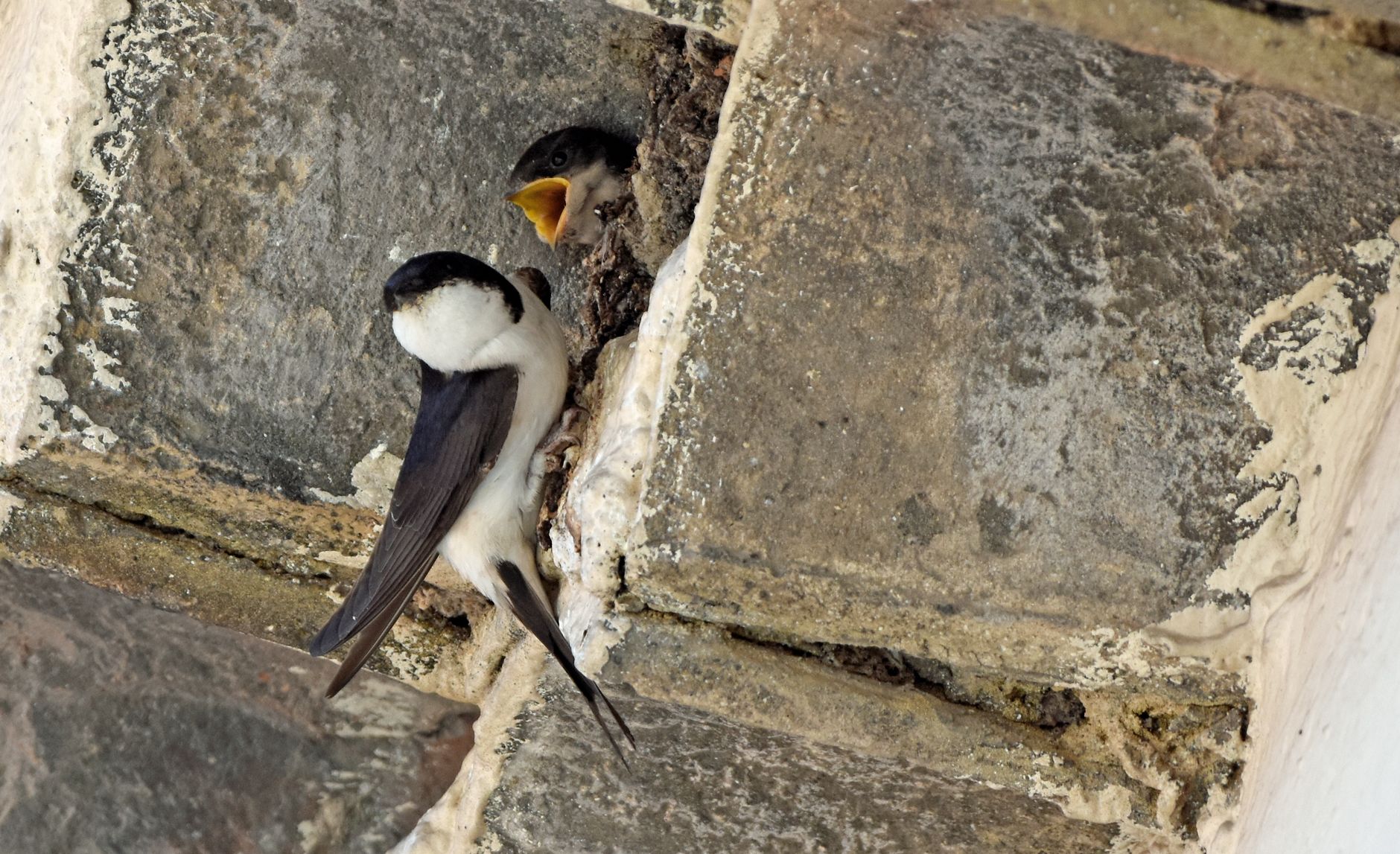 Swift Nesting at Western Wall Could Spark New Eco-Tourism Opportunities